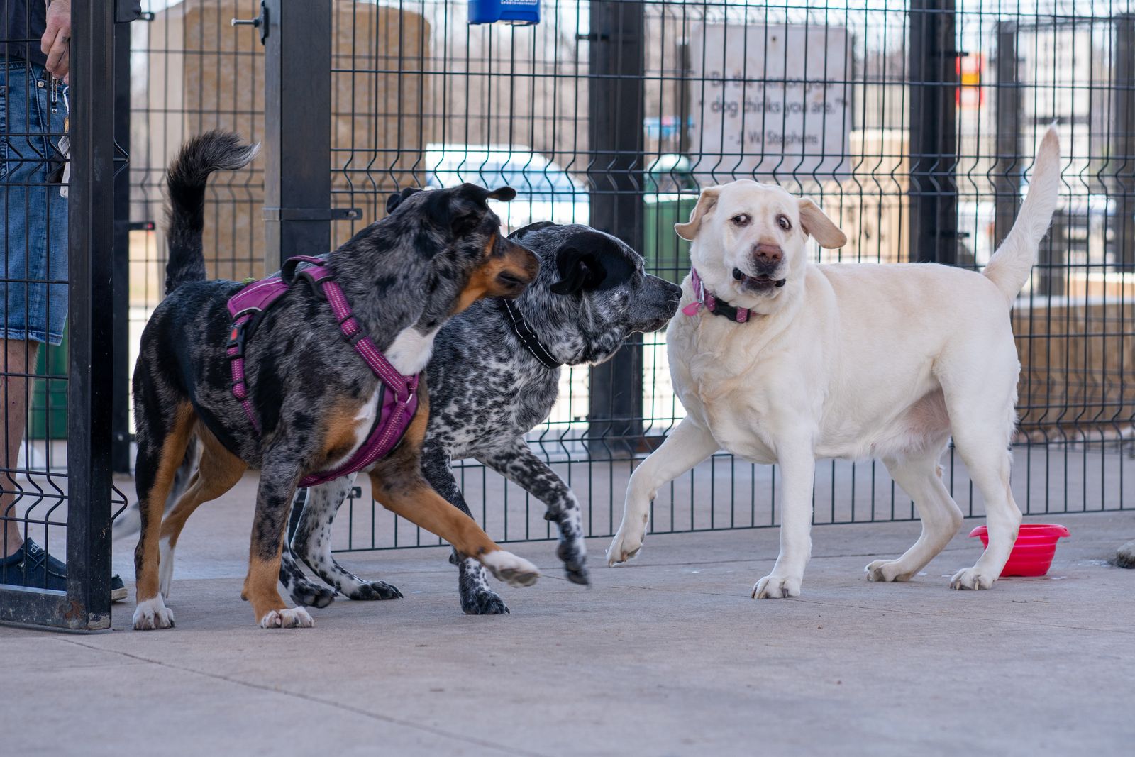Three dogs playing together inside a fenced daycare yard